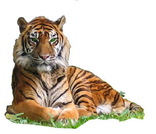 Hypnose Tiger